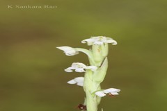 Habenaria crassifolia